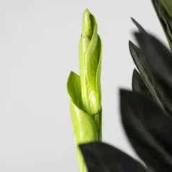 Zamioculcas zamiifolia Negra
