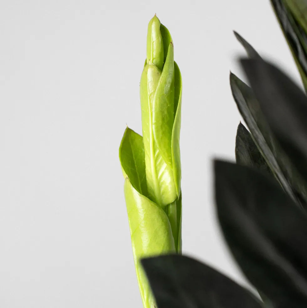 Zamioculcas zamiifolia Negra