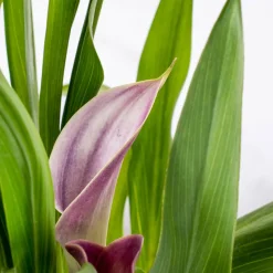 Zantedeschia (Cala de colores)