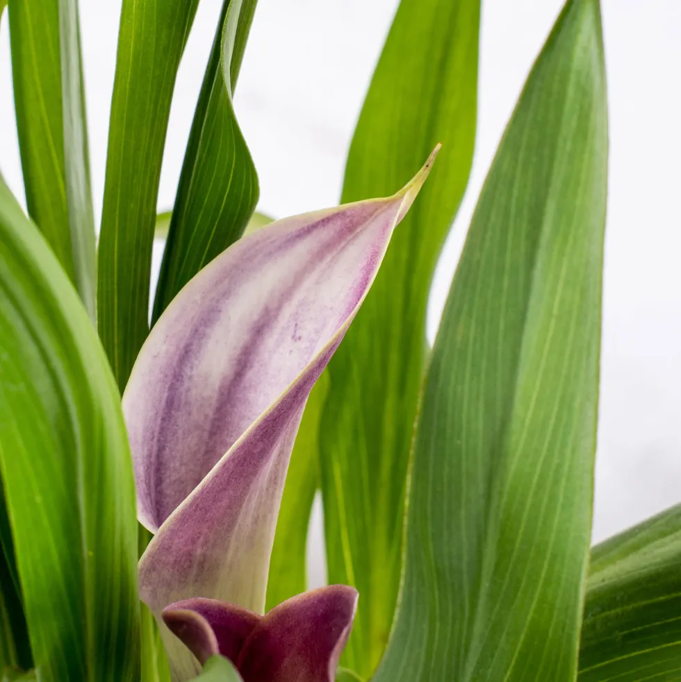 Zantedeschia (Cala de colores)