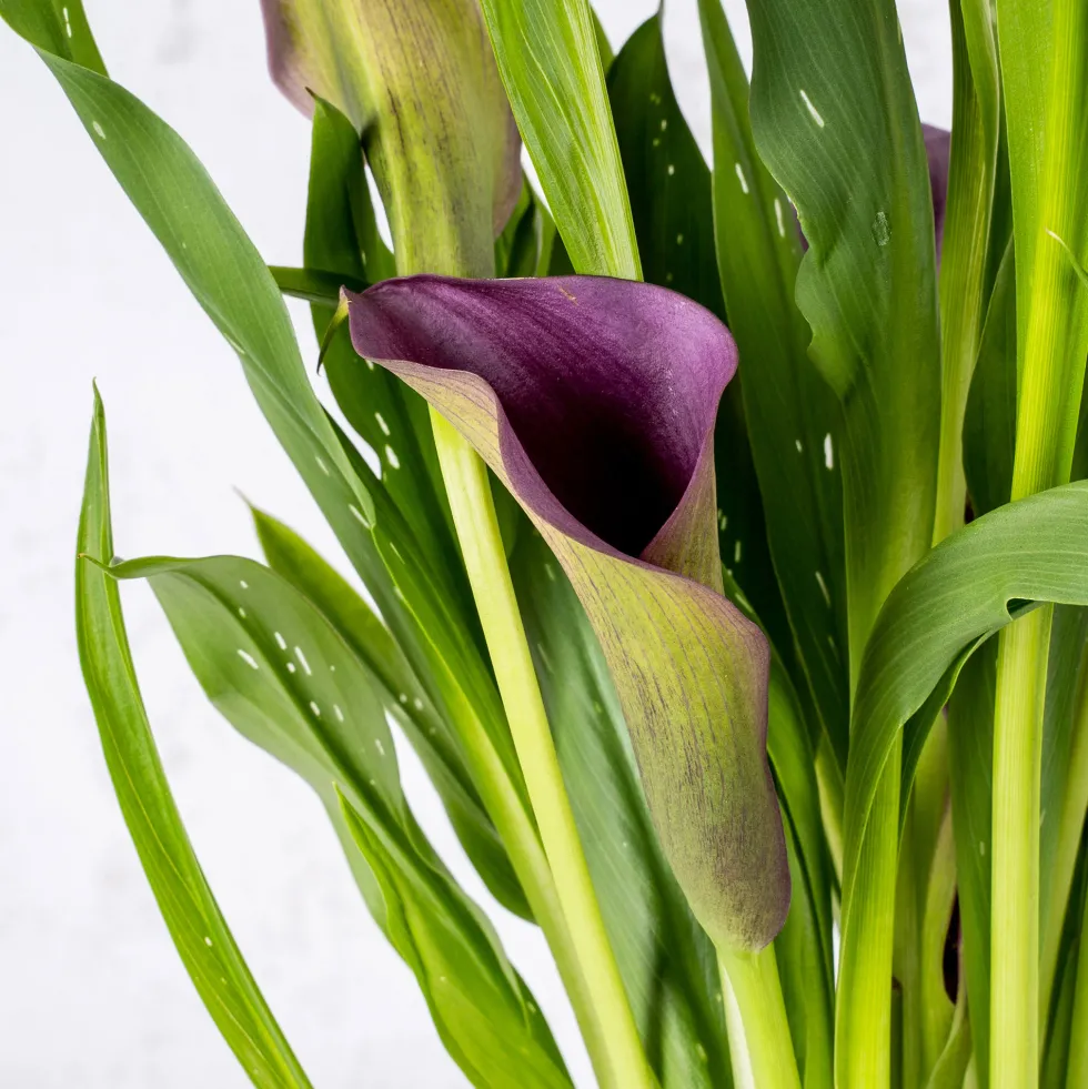 Zantedeschia (Cala de colores)
