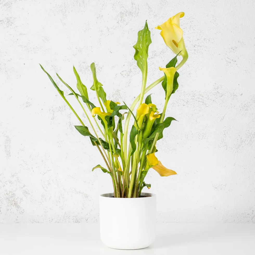Zantedeschia (Cala de colores)