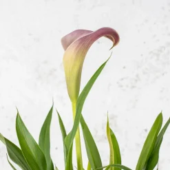 Zantedeschia (Cala de colores)