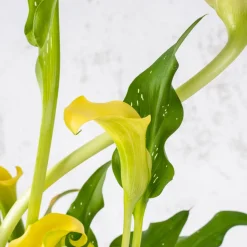 Zantedeschia (Cala de colores)
