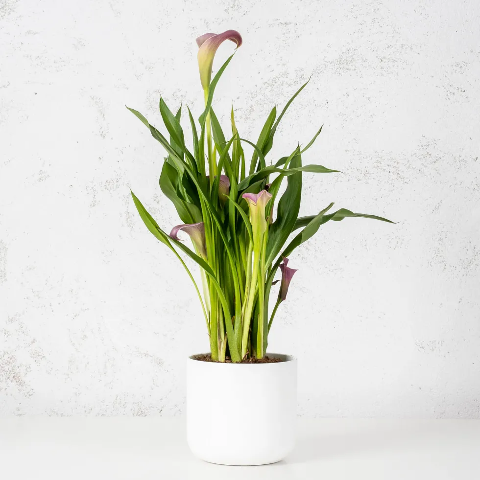 Zantedeschia (Cala de colores)