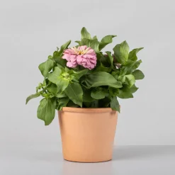 Zinnia elegans