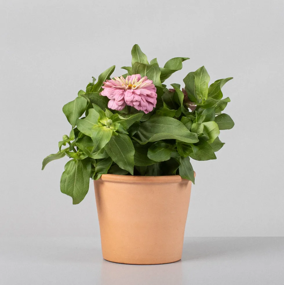 Zinnia elegans