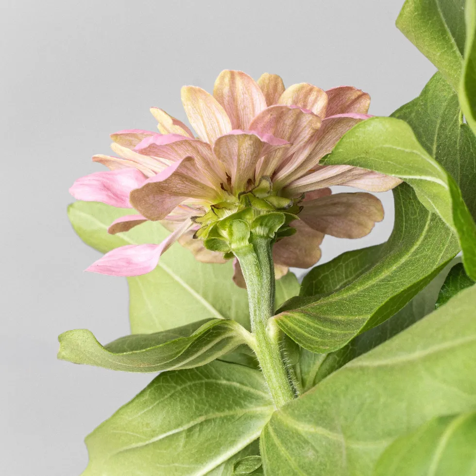 Zinnia elegans