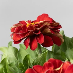 Zinnia elegans