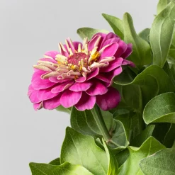 Zinnia elegans