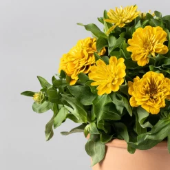 Zinnia elegans