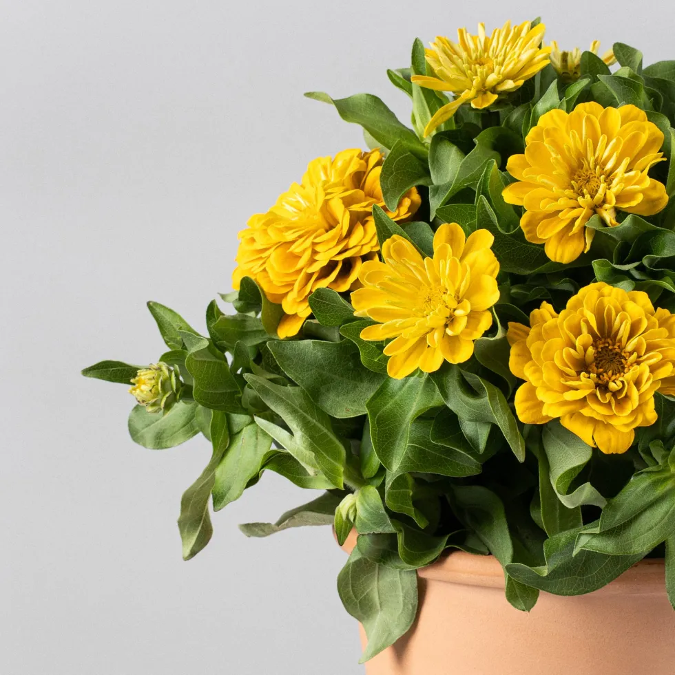 Zinnia elegans