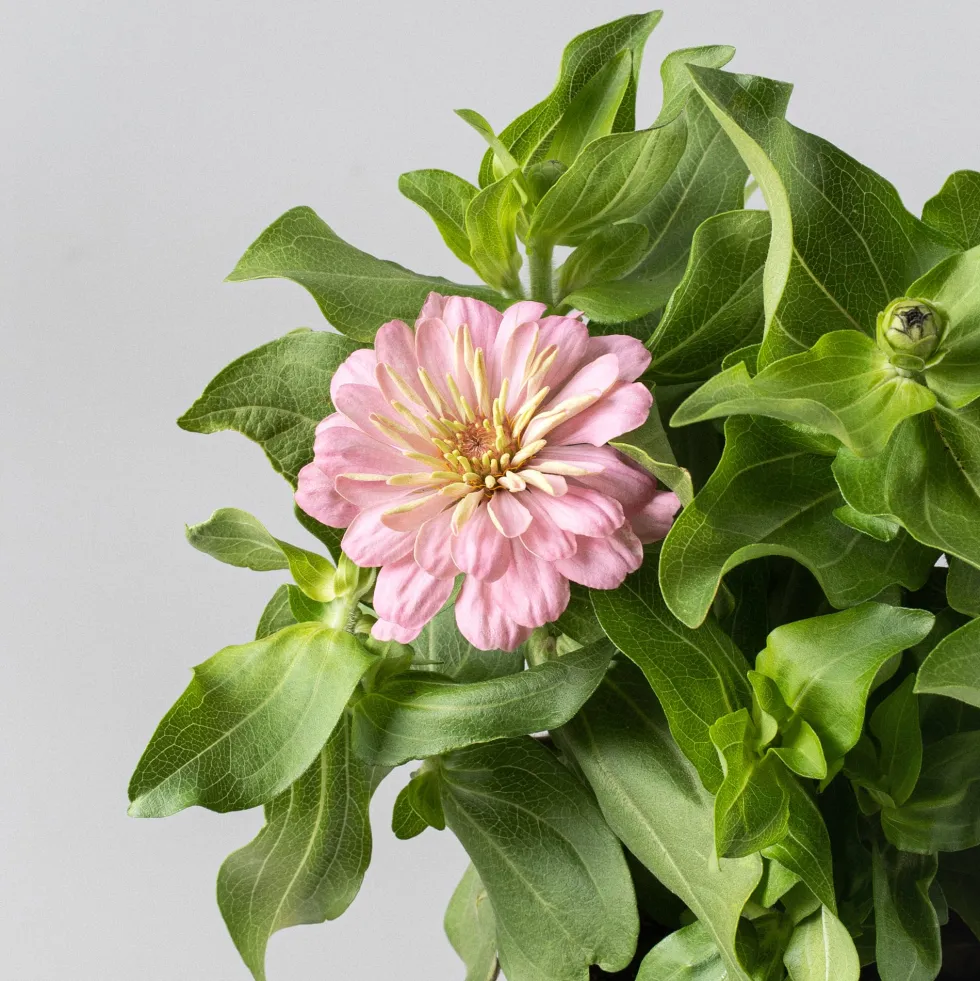 Zinnia elegans
