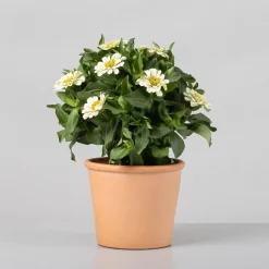 Zinnia elegans