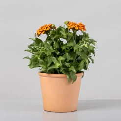Zinnia elegans