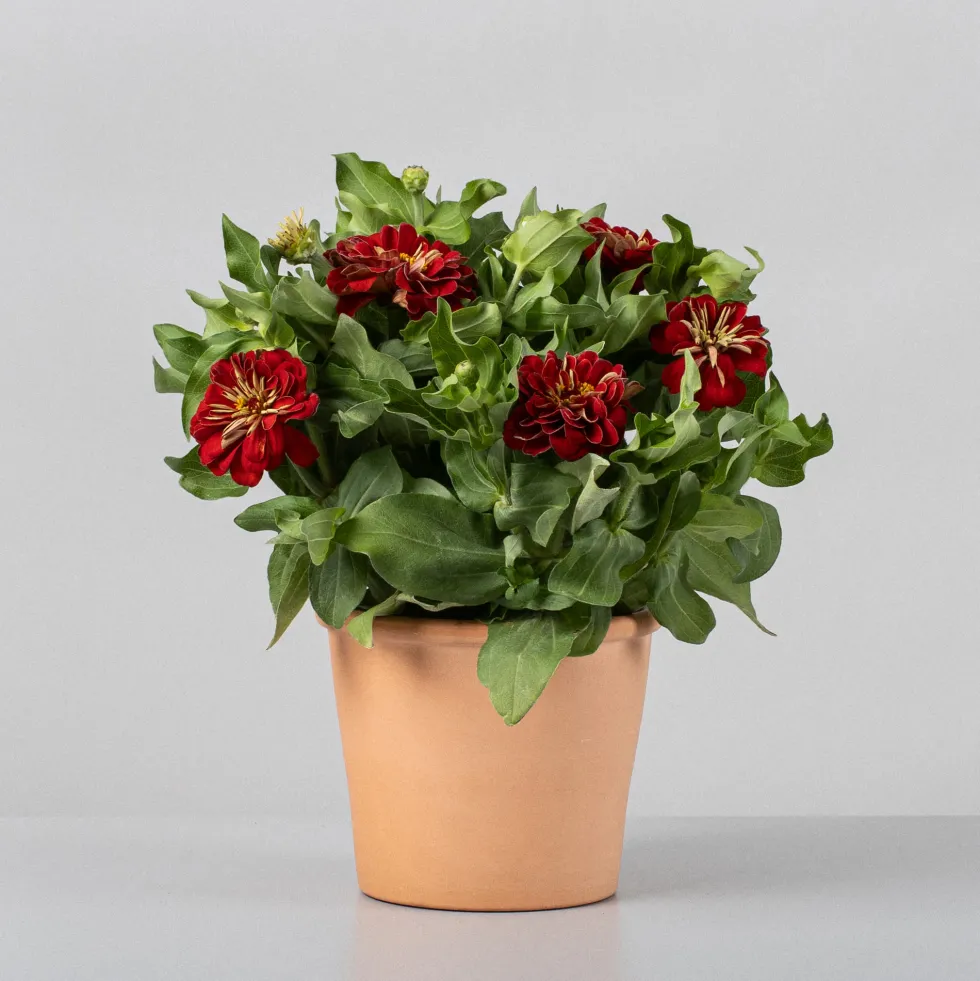 Zinnia elegans