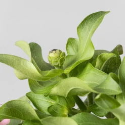 Zinnia elegans