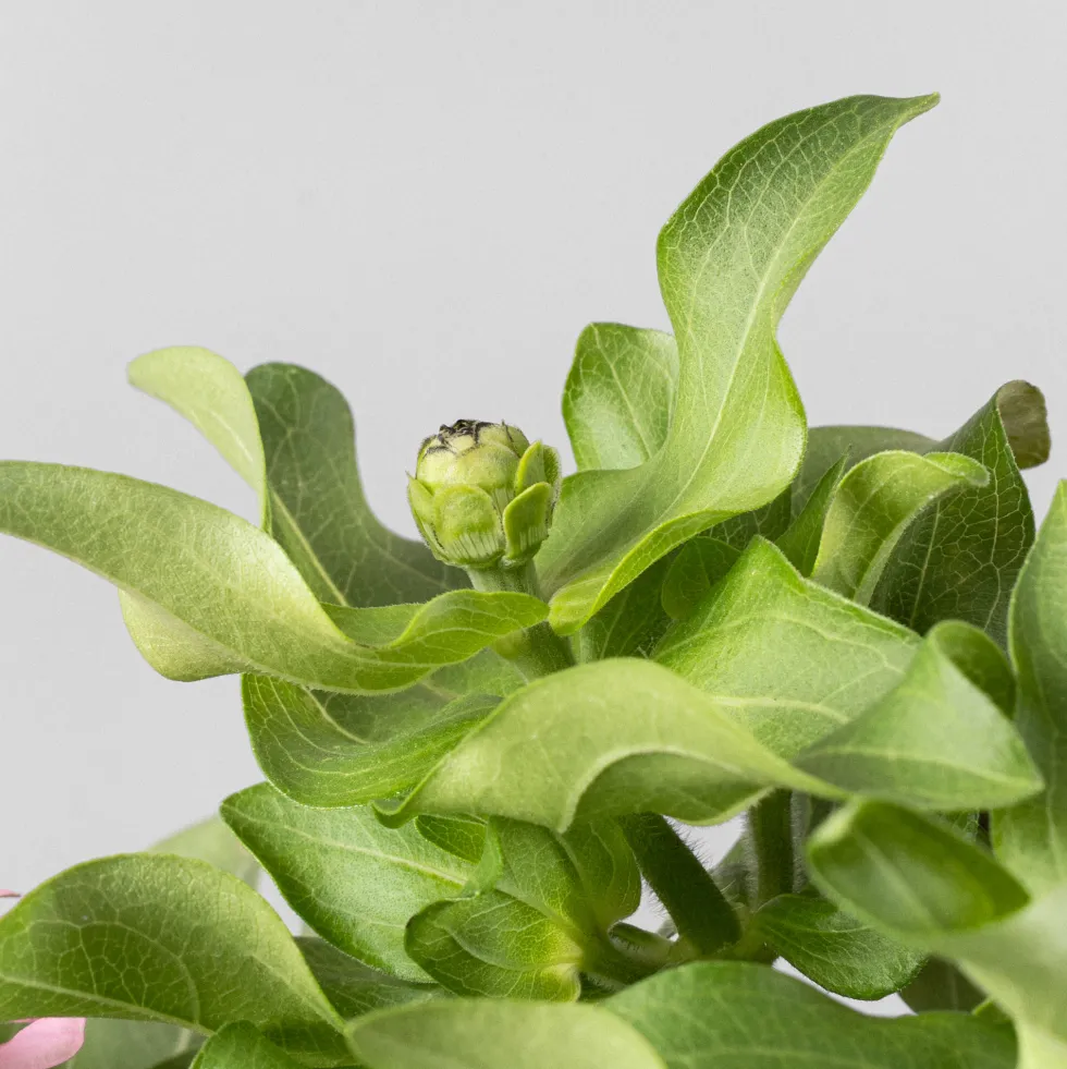 Zinnia elegans