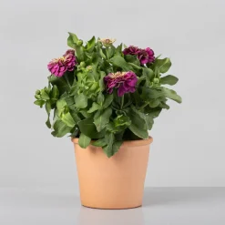 Zinnia elegans