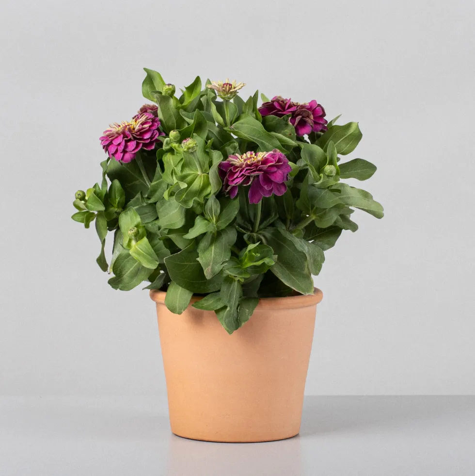 Zinnia elegans