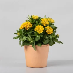 Zinnia elegans