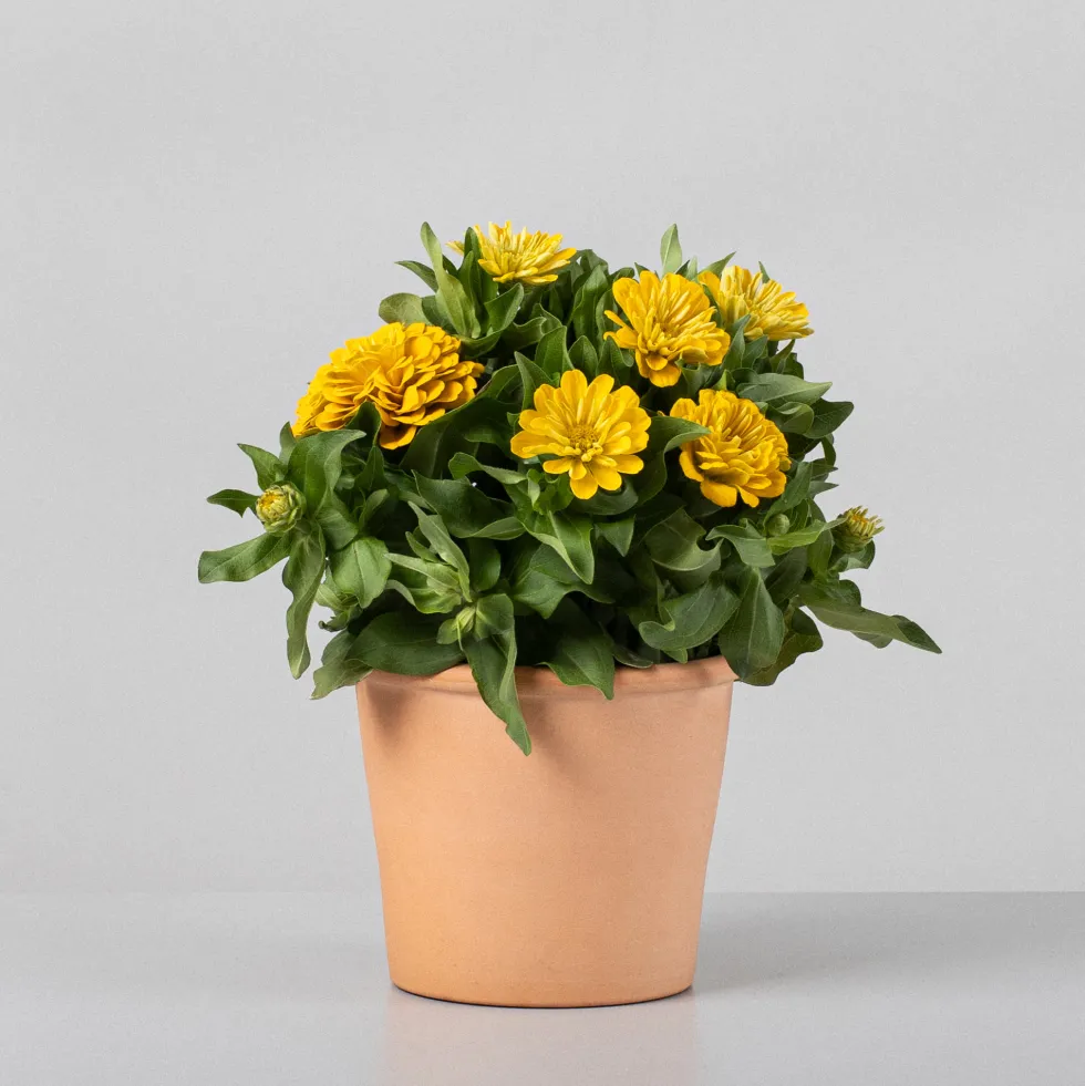 Zinnia elegans