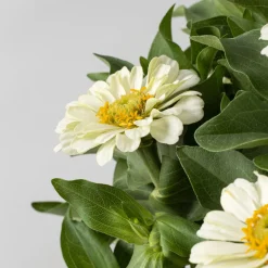 Zinnia elegans
