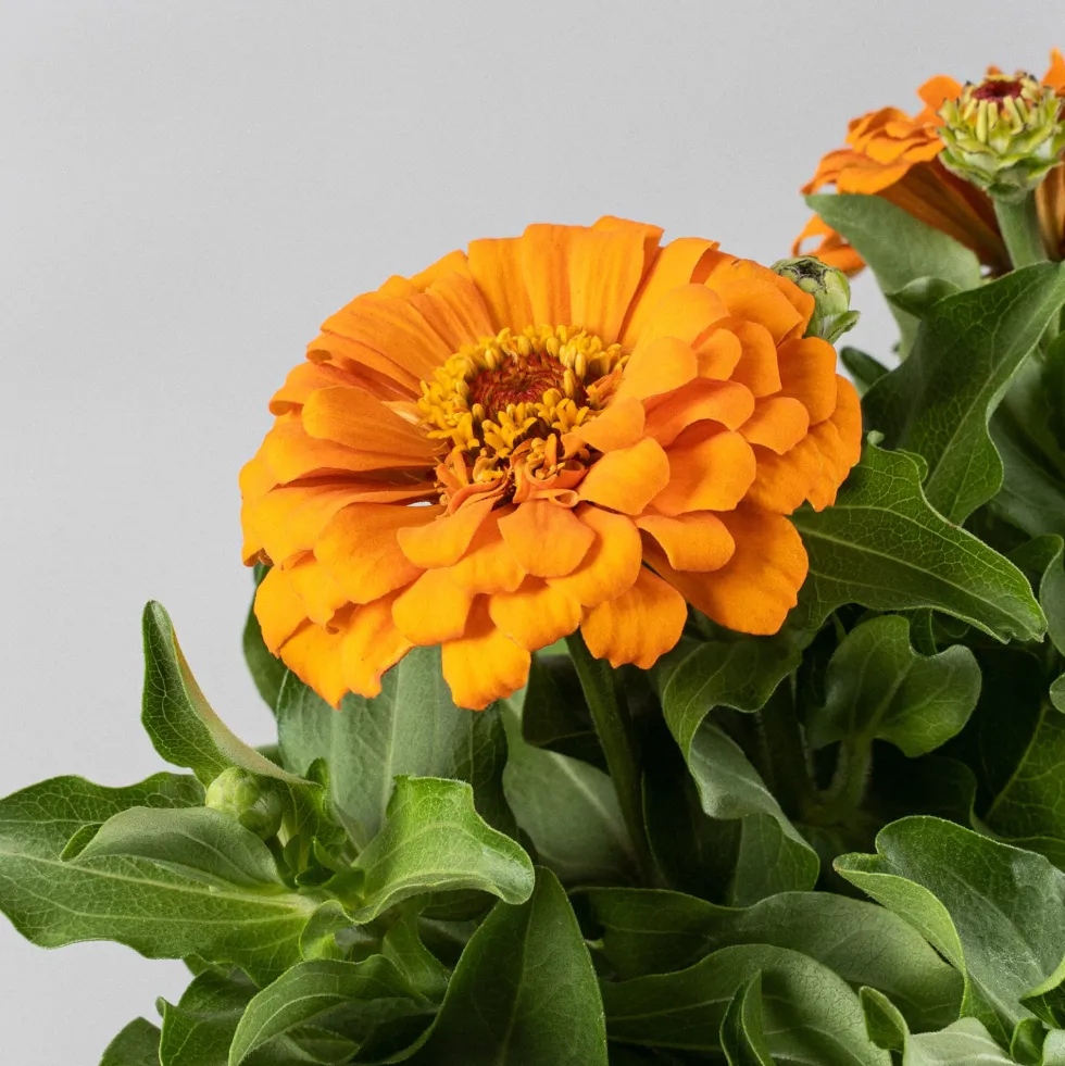 Zinnia elegans
